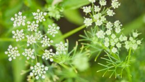 Health Benefits of Cumin