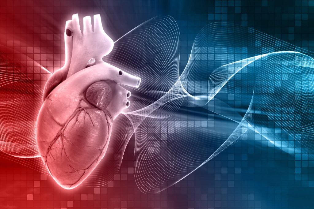 Human heart design