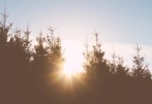 7 Ways to Get More Natural Light and Its Health Benefits