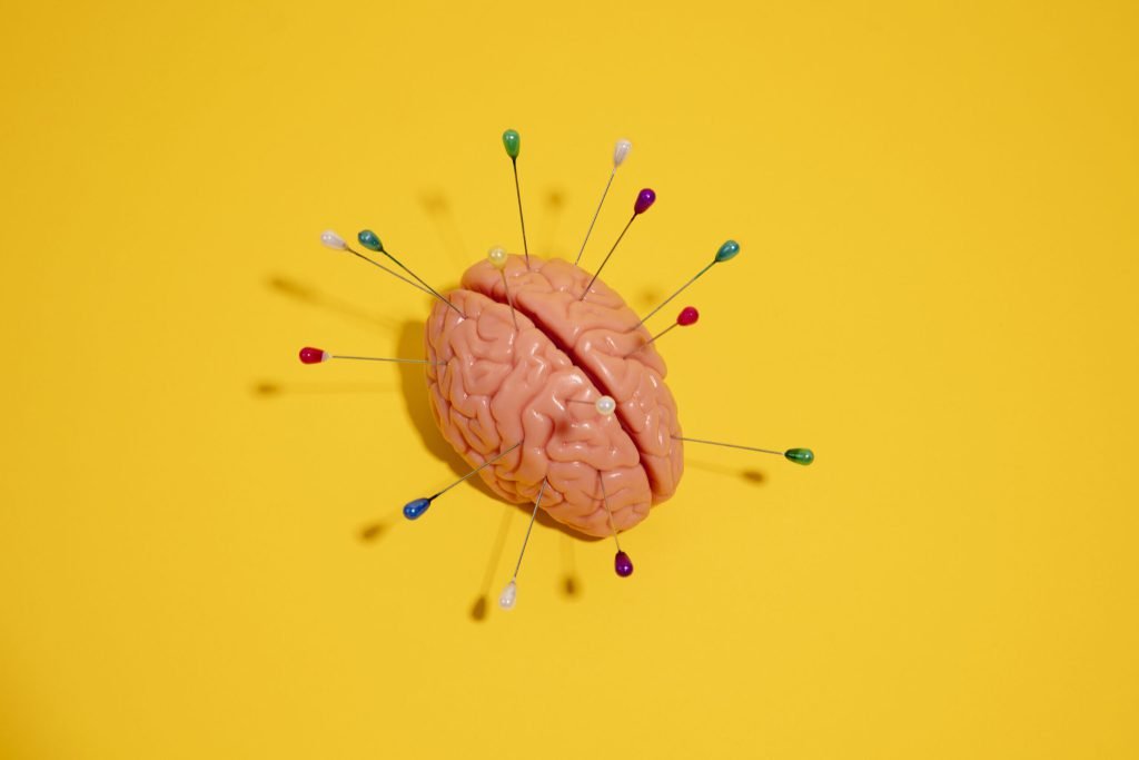 Still life with human brain