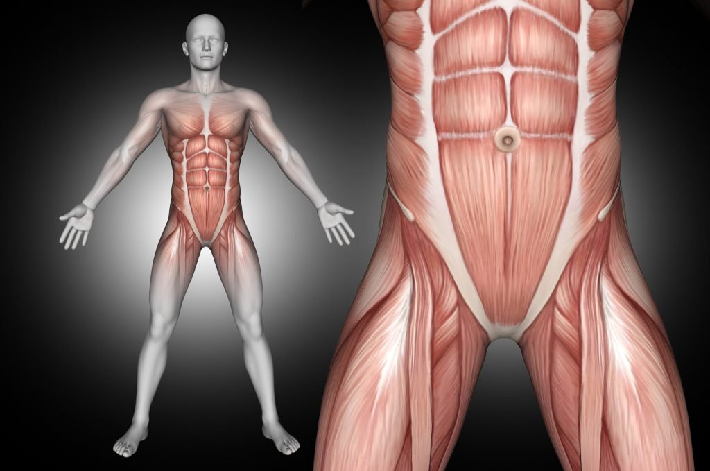 3d male medical figure with abdominal muscles highlighted