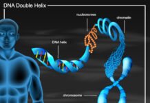 Chromosomes, Genetics, and Your Health
