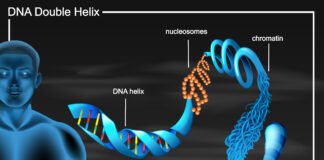 Chromosomes, Genetics, and Your Health