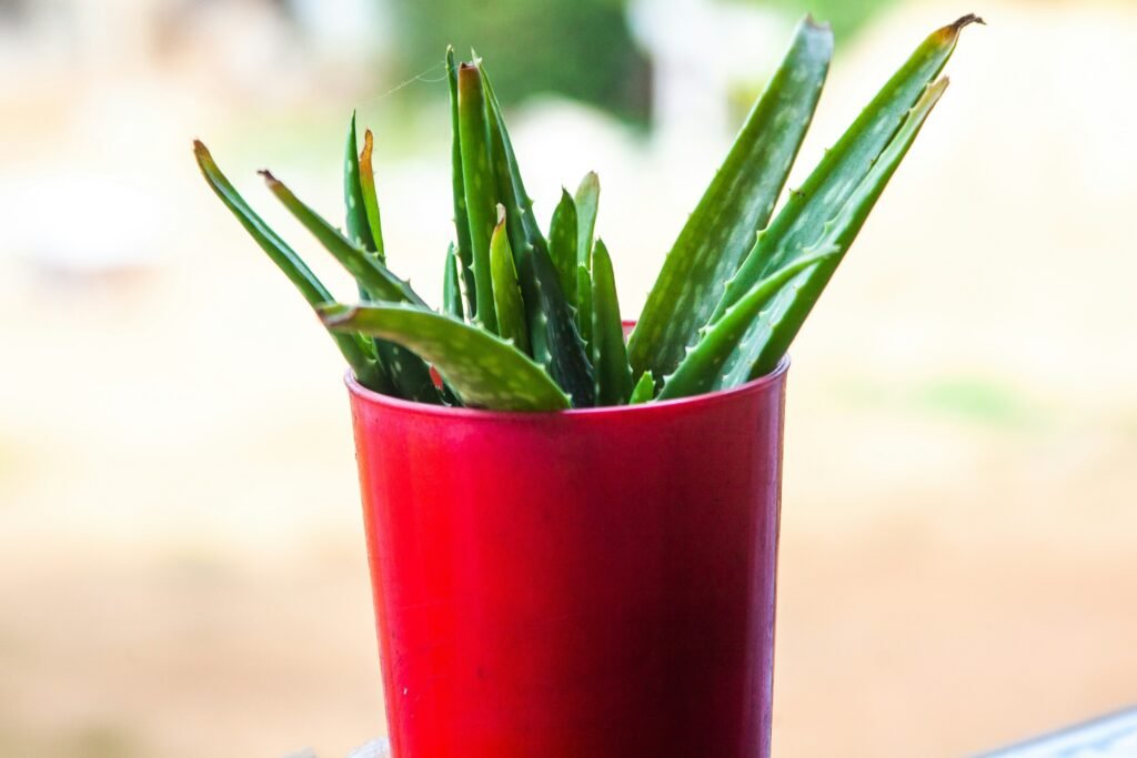 Potential Health Benefits of Aloe Vera