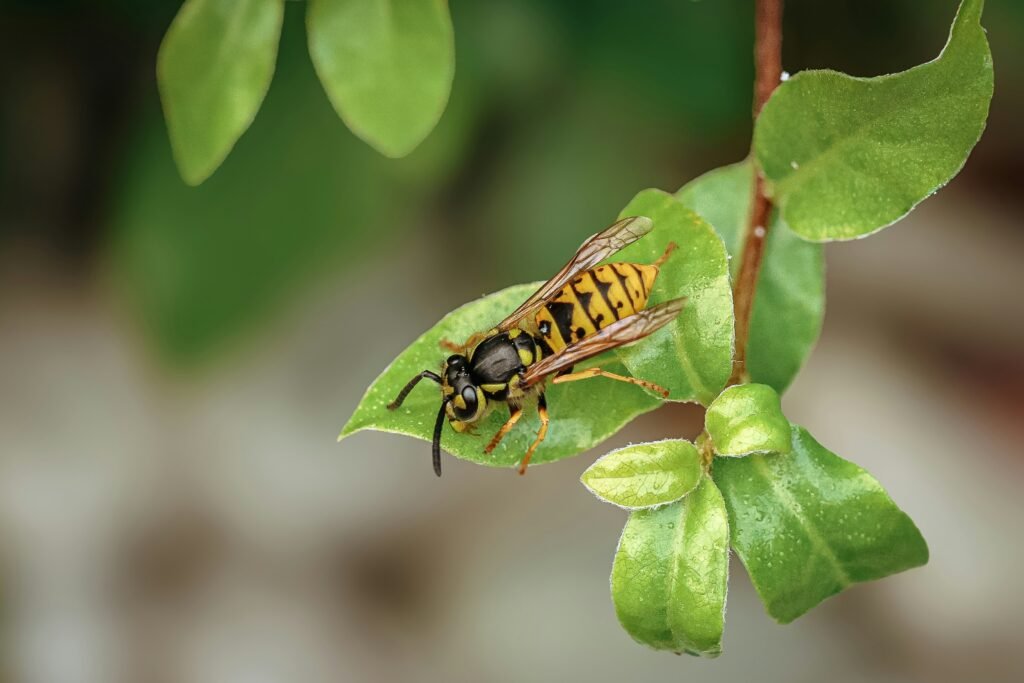 Bug Bites and Stings